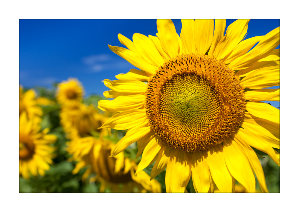 Die bewahrer: sonnenblumen Kalenderbild.ch - Blog by photographer Christian: Sonnenblumen im Klettgau