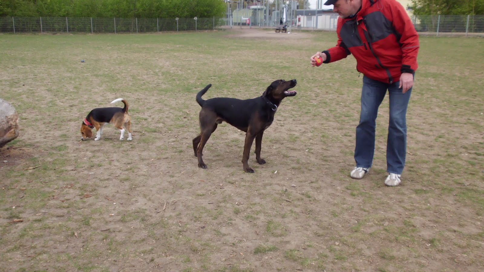 Die Bären: auf dem Hundeauslaufplatz