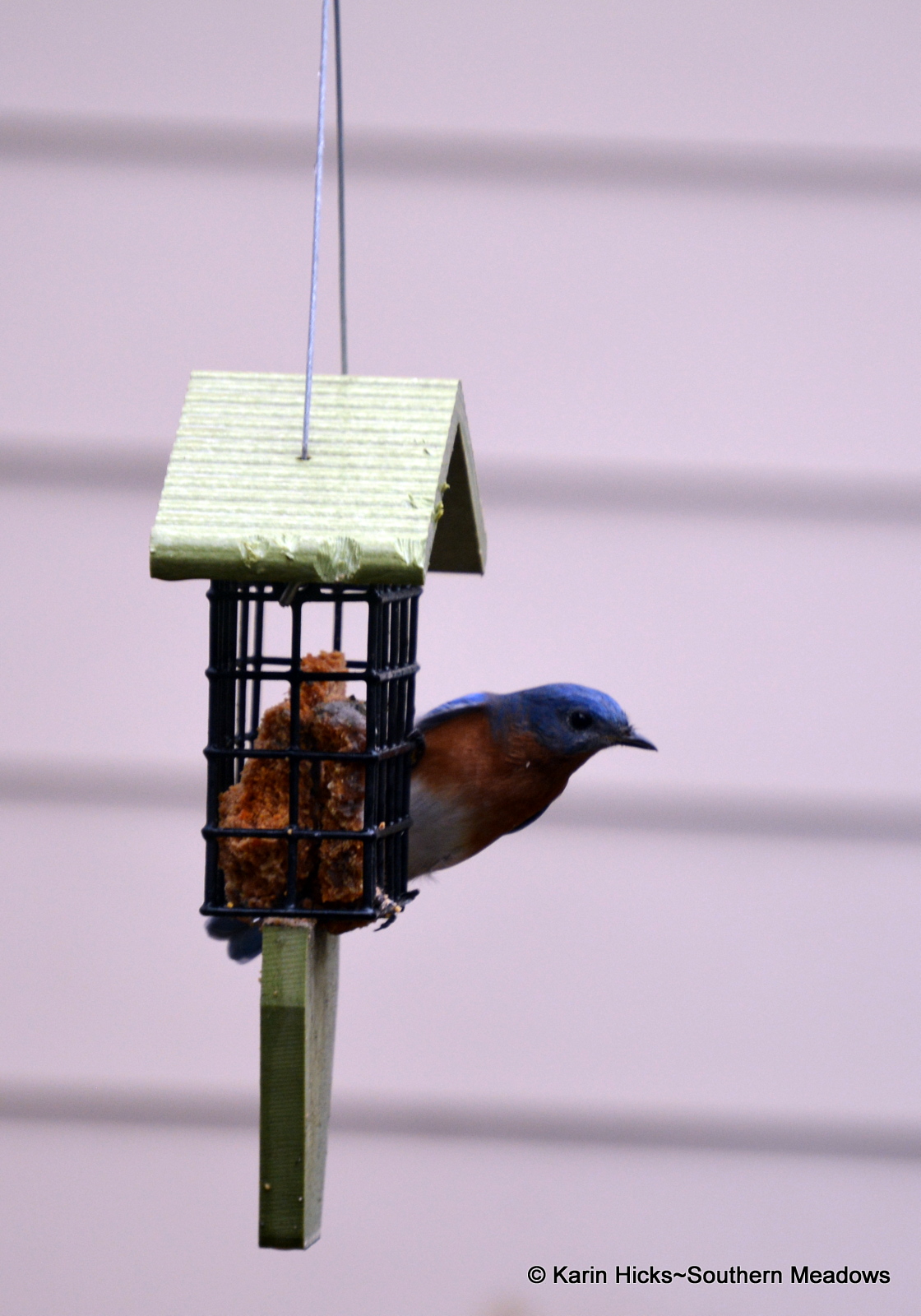 Feeding Bluebirds in Winter
