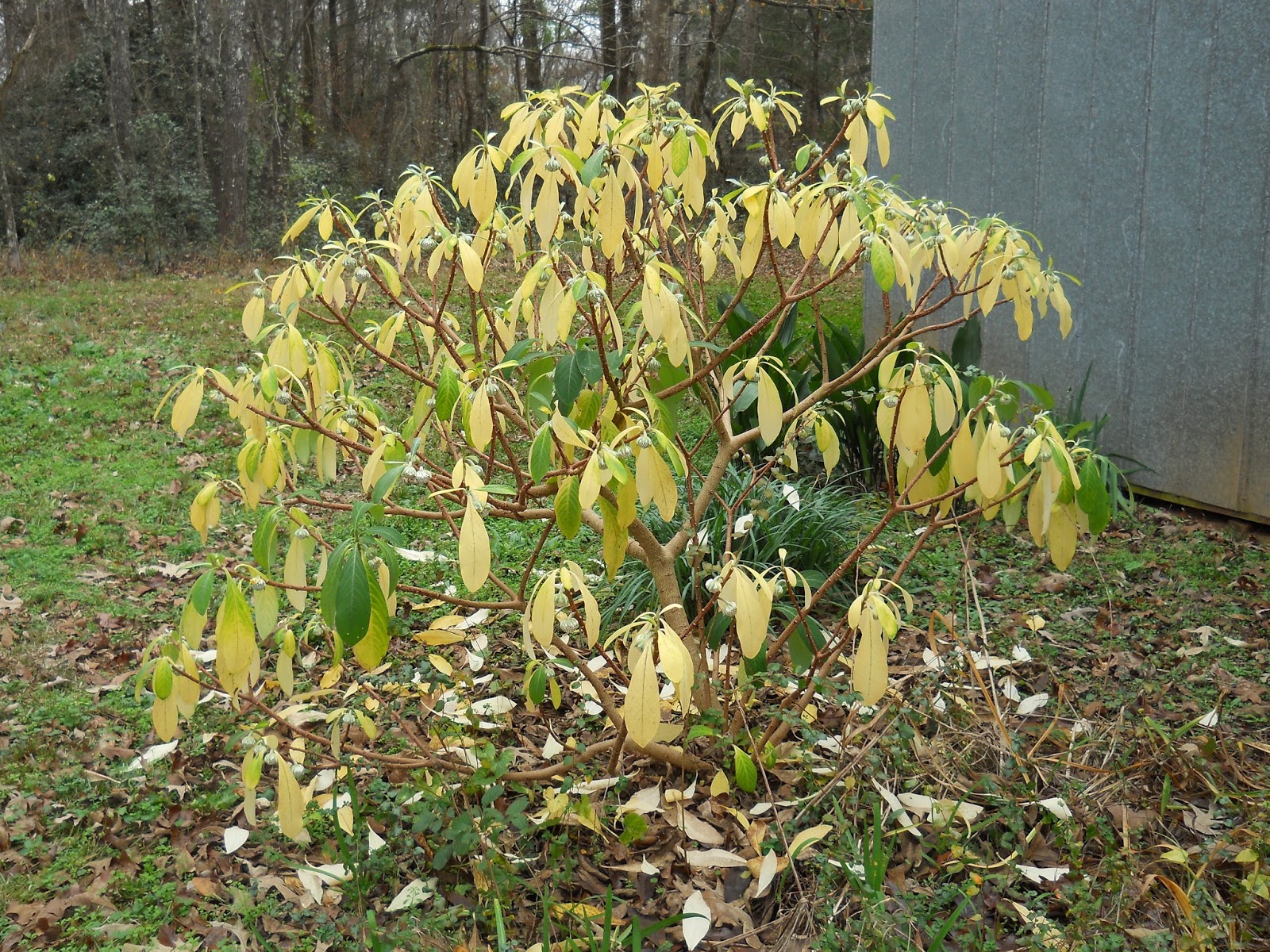 A Day In The Life Edgeworthia Chrysantha
