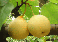 7 Manfaat Buah Pir Untuk Kesehatan Tubuh 7 Manfaat Buah Pir Untuk Kesehatan Tubuh