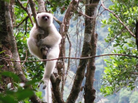 help-amazing-almost-extinct-animals-silky-sifaka help-amazing-almost-extinct-animals-silky-sifaka