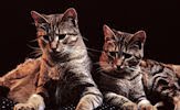Fotografías de gatos, gatitos y mininos