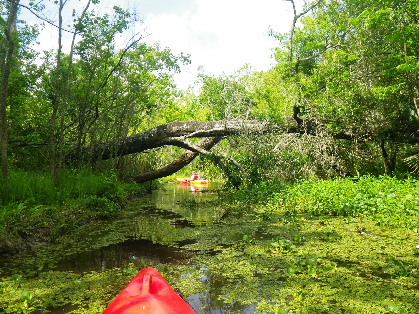 Doing It On The Road(Part II) Kayaking Palmetto Island State Park