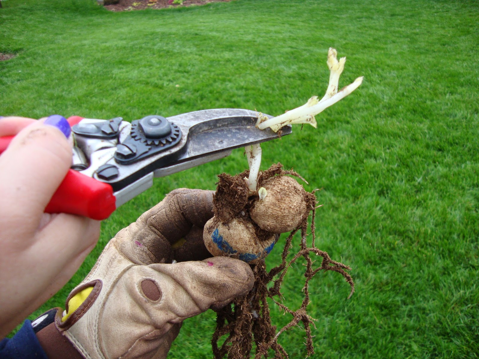 COHorts Totally Tuber Planting dahlias in your garden