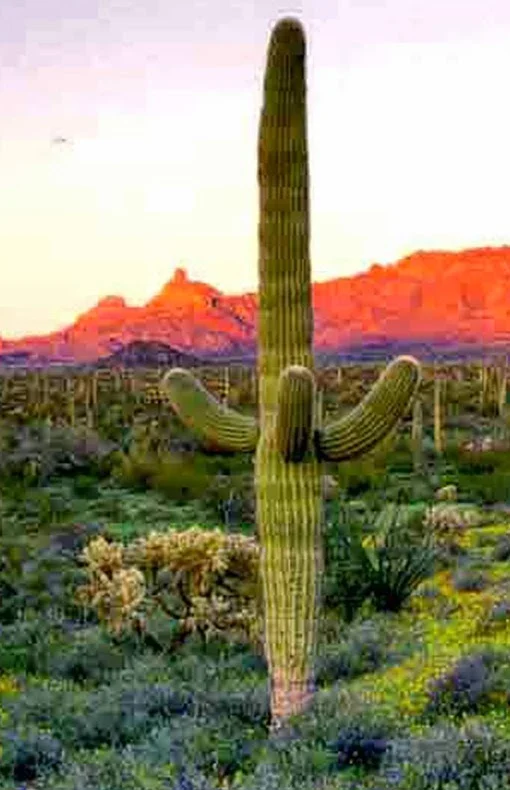 Sonoran Desert in Arizona,USA 