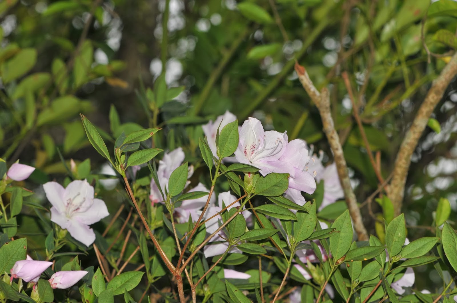 Azalea Japonica Purple Splendour Azalee Japonaise Persistante