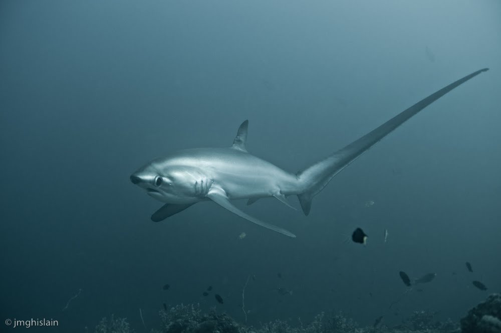 The Best Shark Dive in the World!: Thresher Sharks at Cleaning Station!