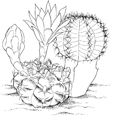 Saguaro Cactus Printable Coloring Pages – Colorings.net