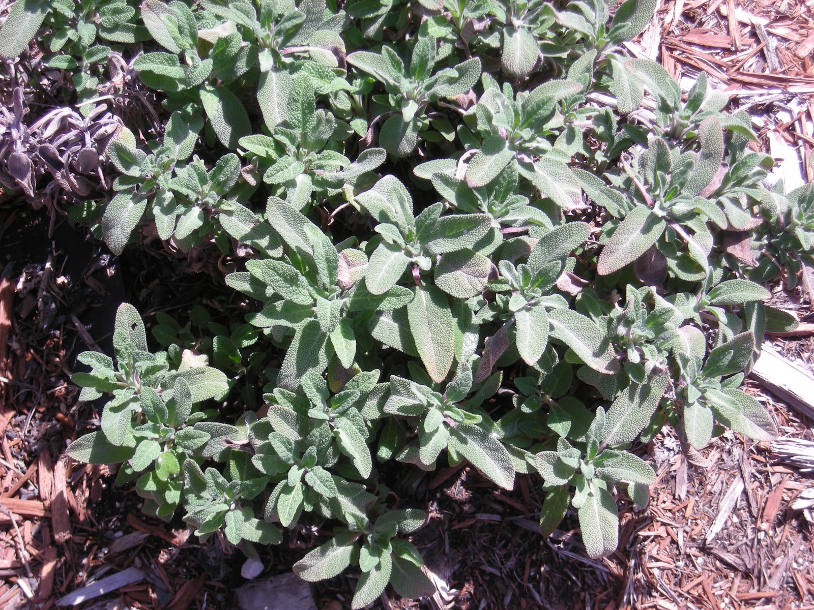 A Wandering Botanist Plant Confusions Garden Sage and Sagebrush are