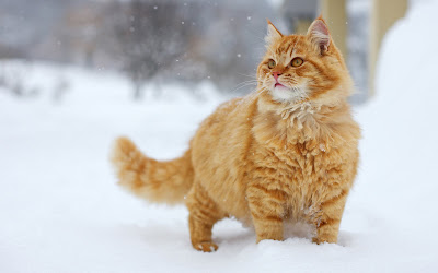 Hermoso gatito sobre la nieve blanca (Fondo de 1920x1200)