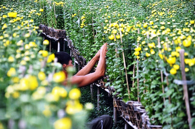 [Image: Dep-nhu-tranh-voi-canh-dong-hoa-xuan-o-Sai-Gon-17.jpg]