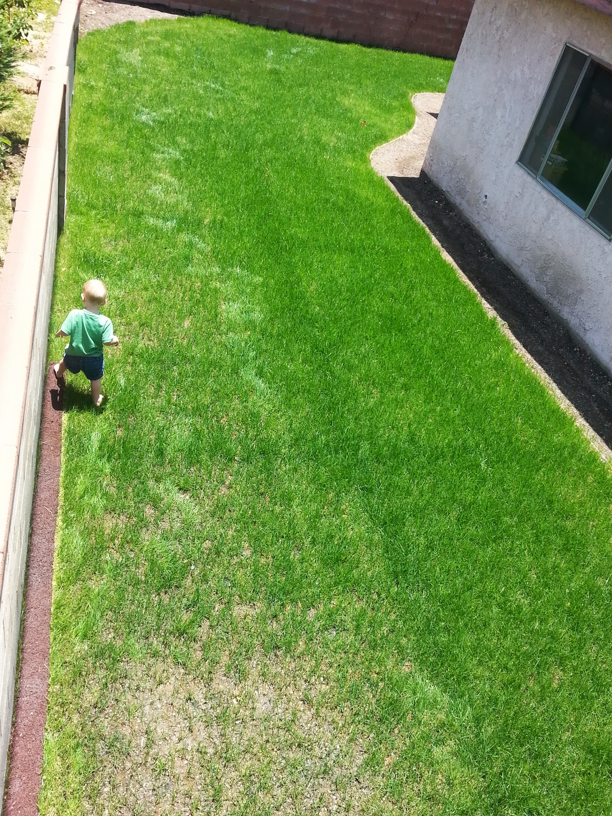 SOUTHERN CALIFORNIA PEARL'S PREMIUM GRASS SEED