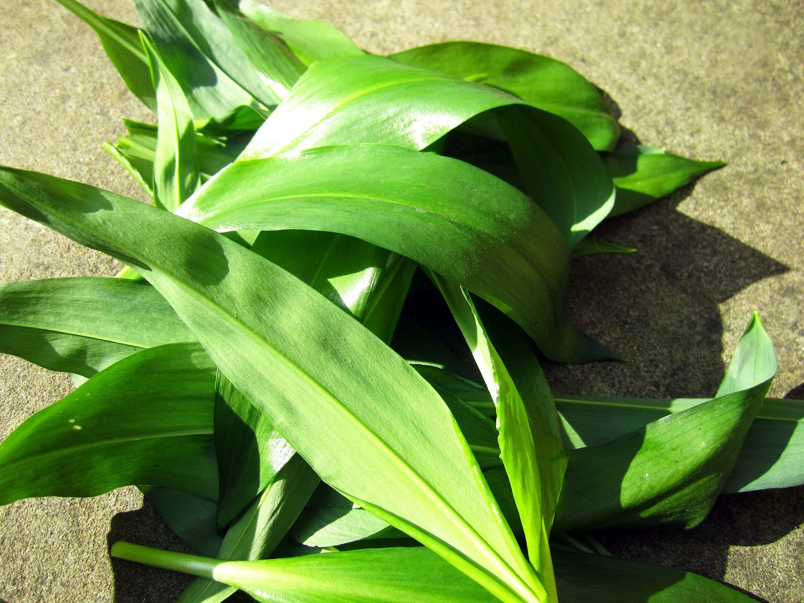 Can Dogs Eat Wild Garlic Leaves