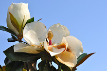 MAGNOLIA