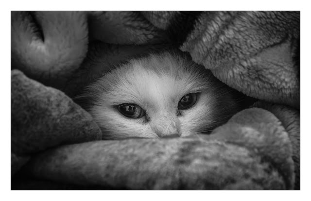 100+ Wallpaper Kucing Lucu dan Comel Kualitas HD - Kucing Anggora, Persia, Maine Cone