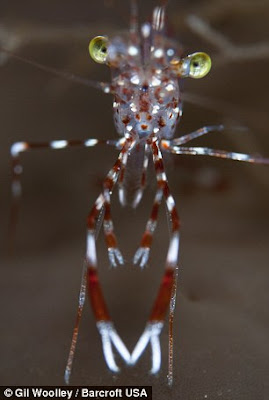 Clear Cleaner Shrimp animal