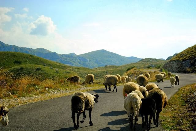 Goats in Durmitor.Montenegro