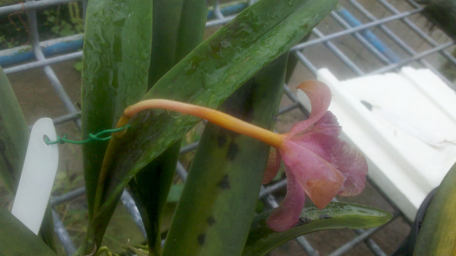 Orchid Seed Orchid Seed