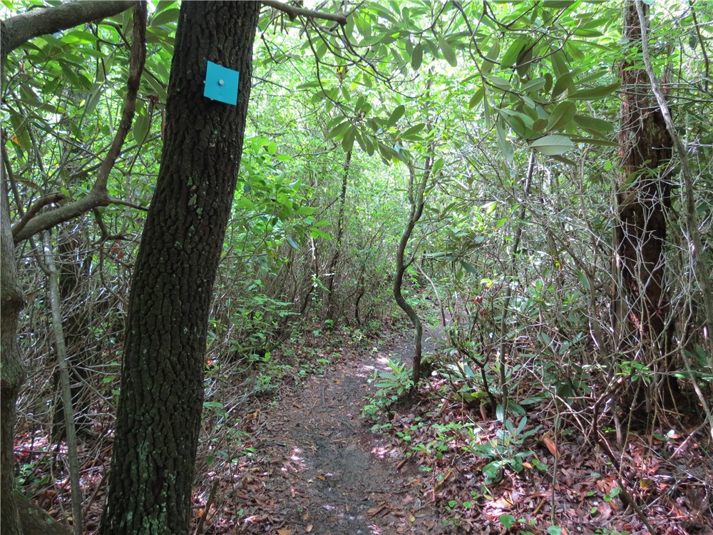 magnolia springs manor