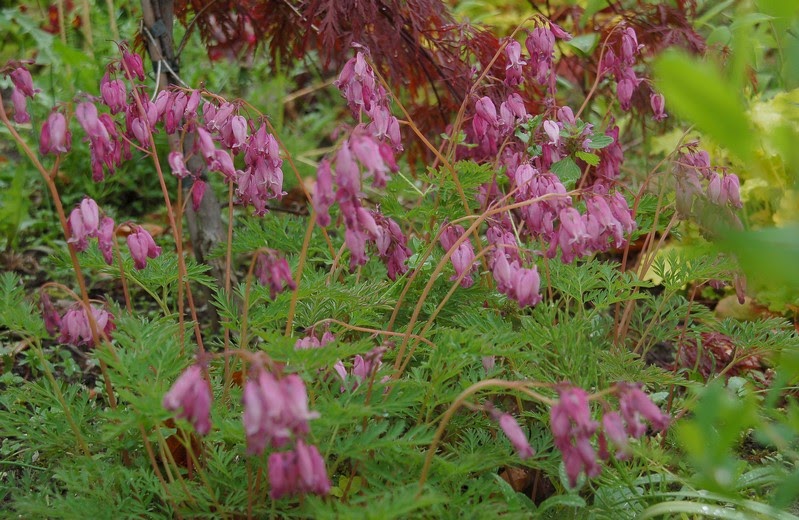 Mój ogród Dicentra eximia