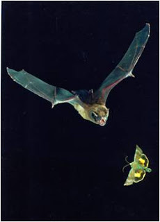 The Biologian: Bats! (Stuff I Compiled Teaching a Halloween Themed