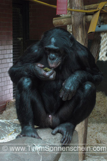 bonobo eating