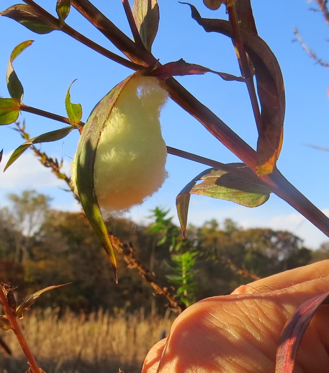 Science Buzz What Message Do Photinia Leaves Shiny As Well As
