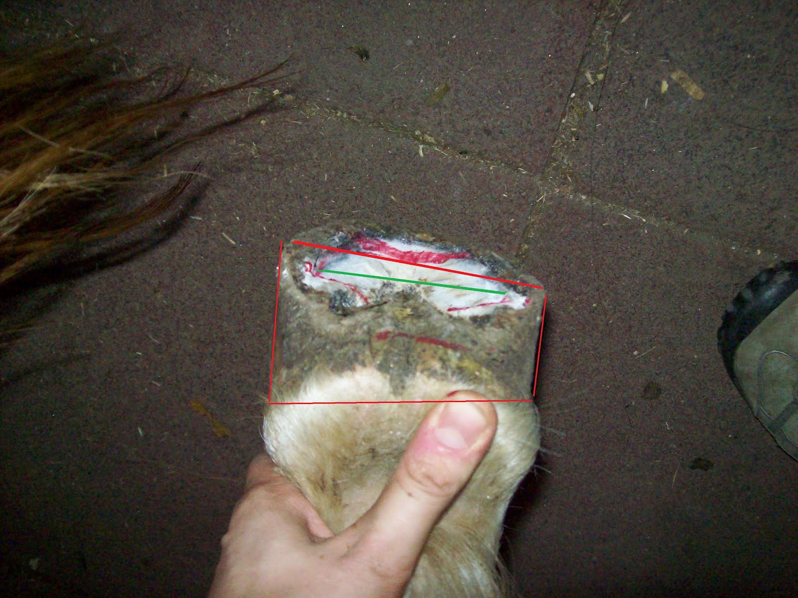 Kate's Hoof Care Blog Does Your Horse Have Long Hind Toes?