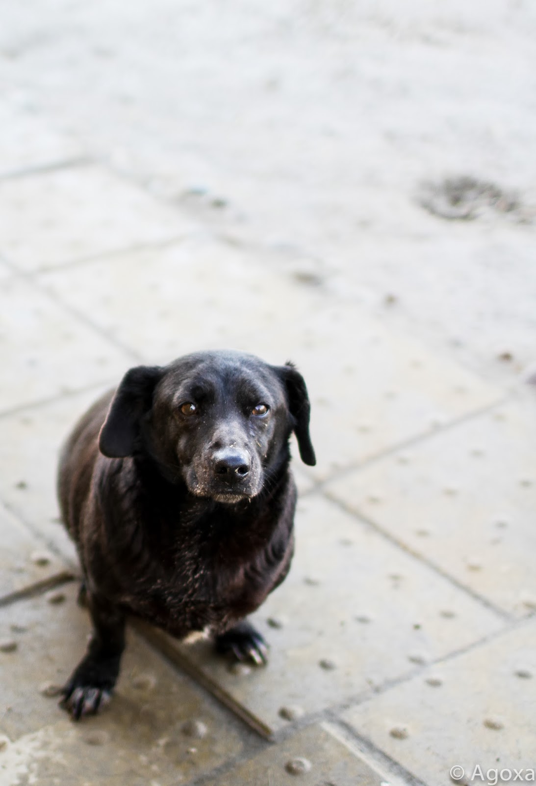 AGOXA FCI Pieski do oddania za darmo
