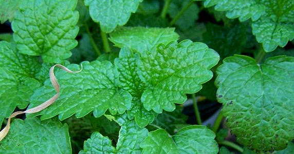 Natures World of Wonder: Medicinal Herbs - Part 1