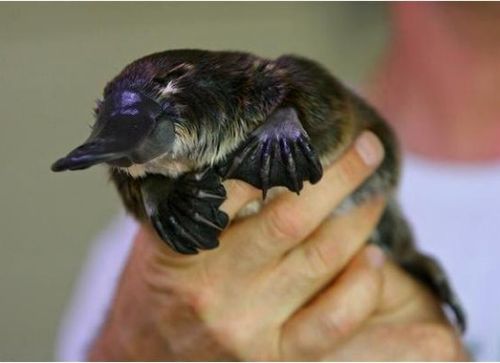 baby platypus baby baby platypus baby