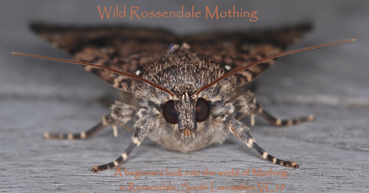 Wild Rossendale Mothing