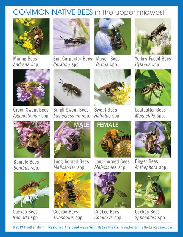 Restoring The Landscape With Native Plants Plan Now for Spring Pollinators