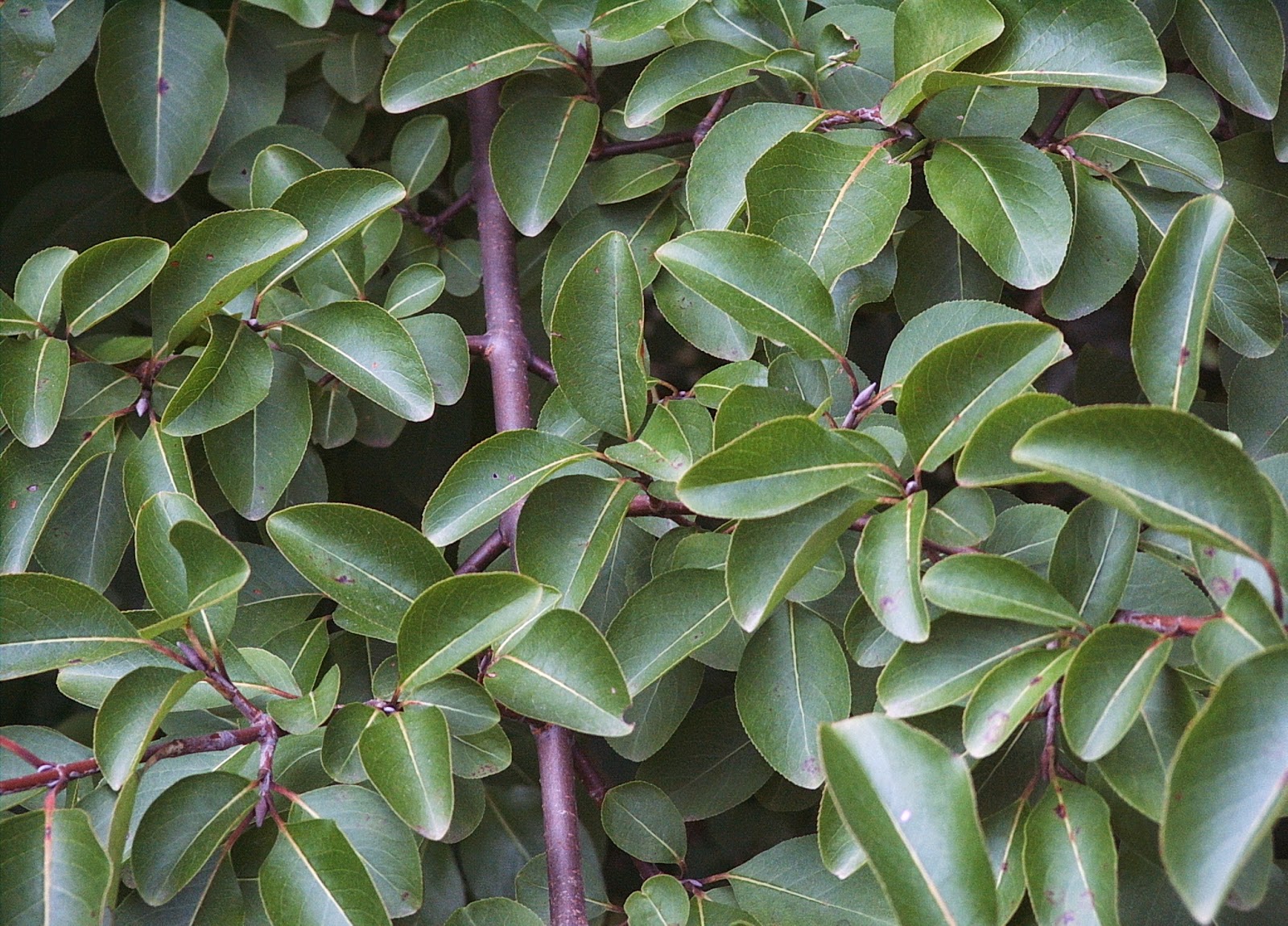Princeton Nature Notes The Viburnum Leaf Beetle S Gathering Harm