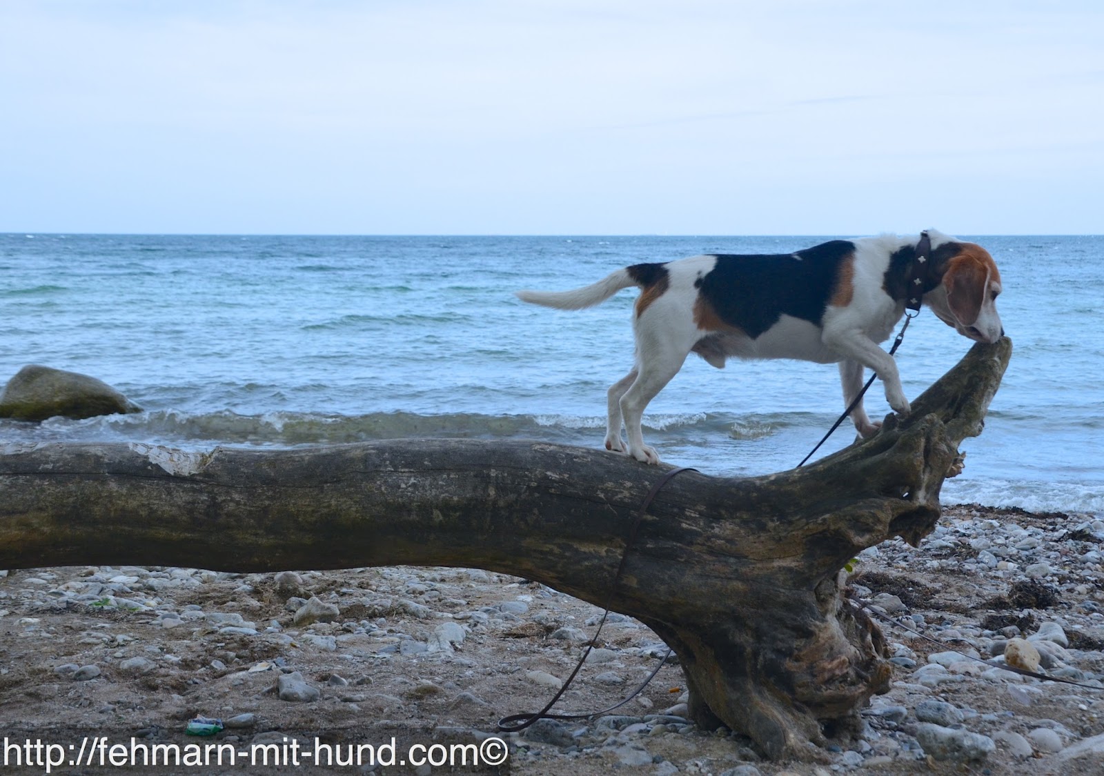 Fehmarn mit Hund Hundestrände auf Fehmarn