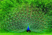 Peacock HD