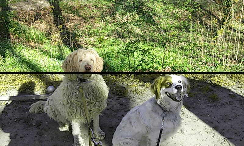 RuppiStruppi ganz schön markig! Hundeverhalten Wie Hunde sehen