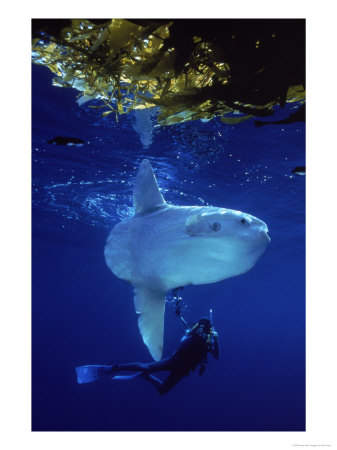 ikan mola mola (ocean sunfish)bumi ilmu