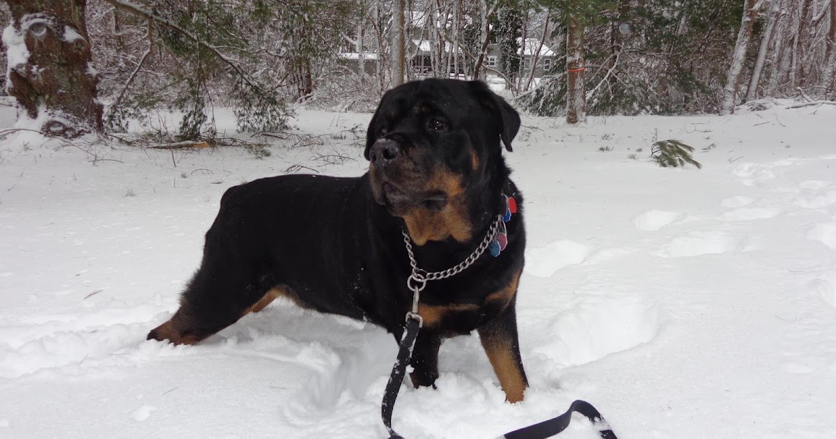 Suitable temperature for Rottweilers Annie Many