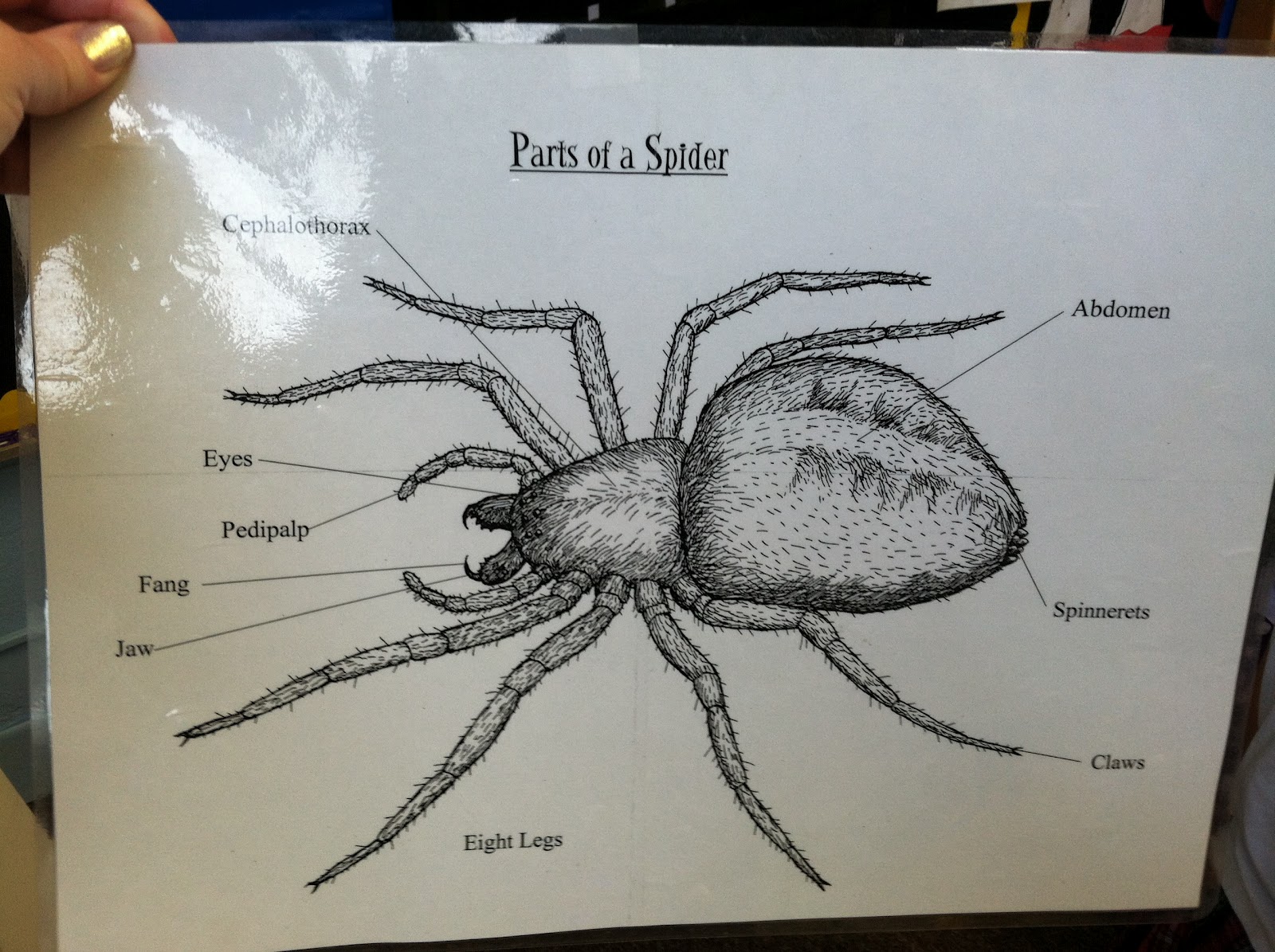 Ms. Closter's First Grade News: Spiders and 4 Winds