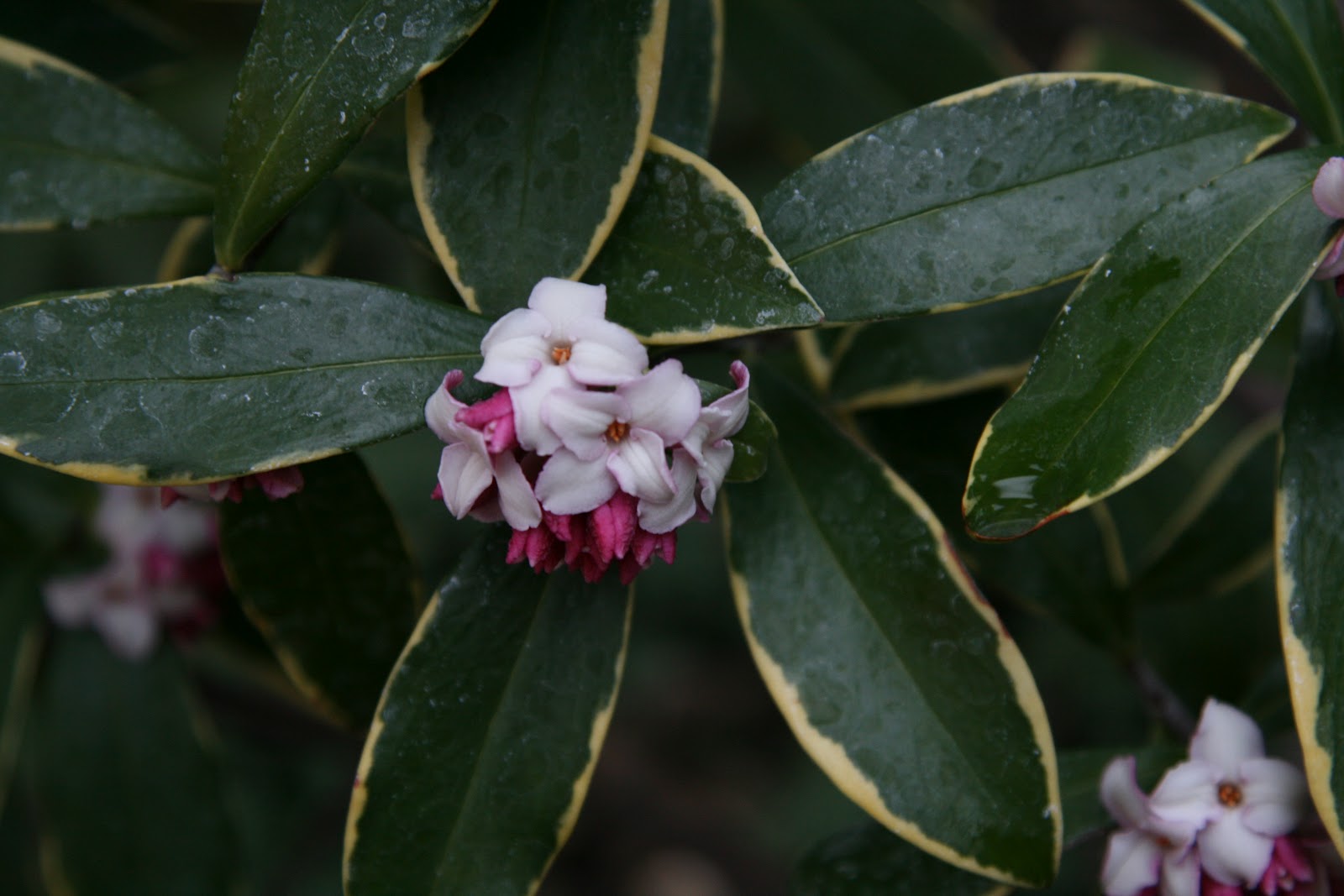 A Wandering Botanist Plant Story Daphne Attractive And Fragrant