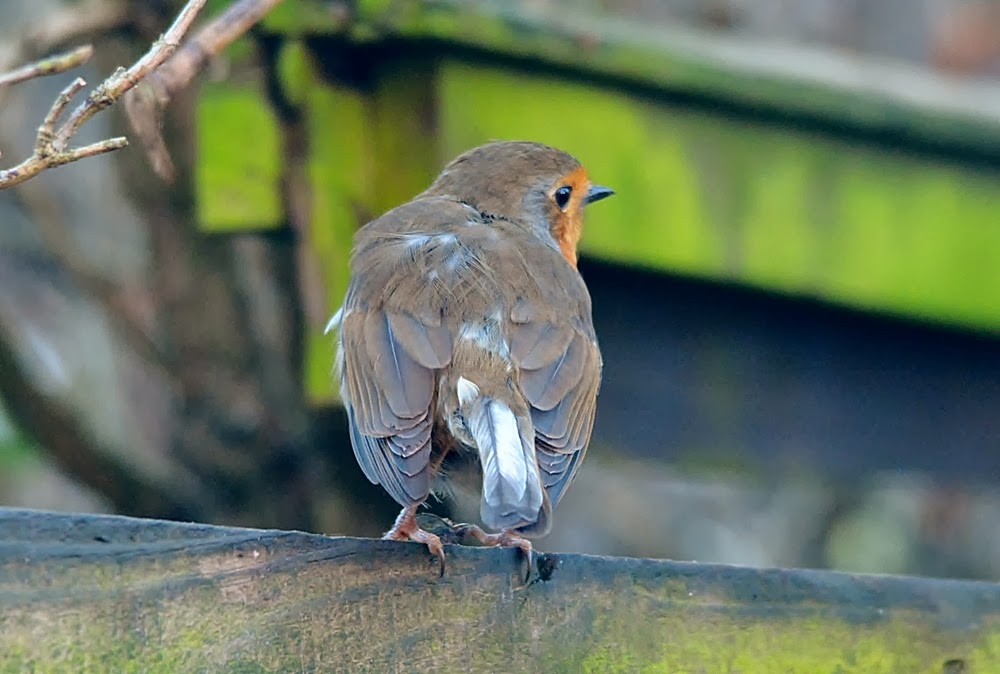 rambles with a camera Robin with white tail feathers