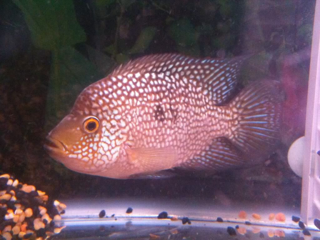 Flowerhorn The Hybrid Cichlids: Female Flowerhorn Proven fertile