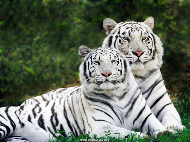 tigres-albinos.jpg
