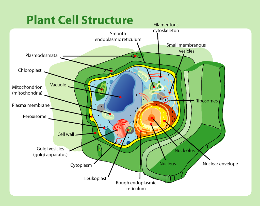 Biologi Ipa Struktur Sel Biologi Ipa Struktur Sel