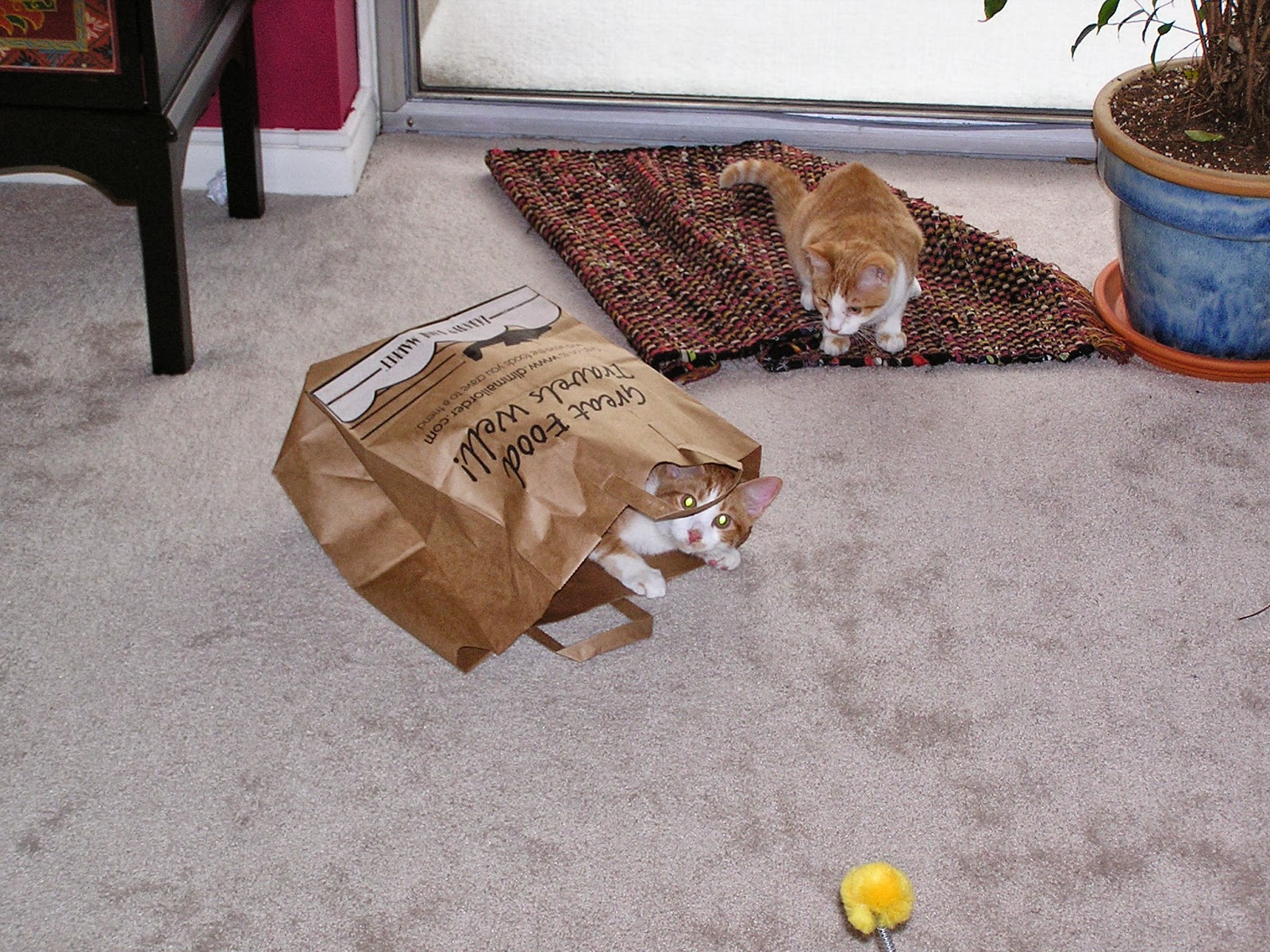 Katrina Kittle's Blog 412 Cats in Bags