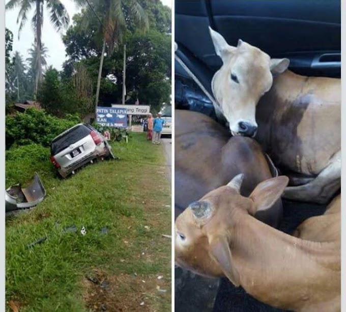 Penduduk Temerloh Terkejut lembu disumbat muat dalam Toyota Wish