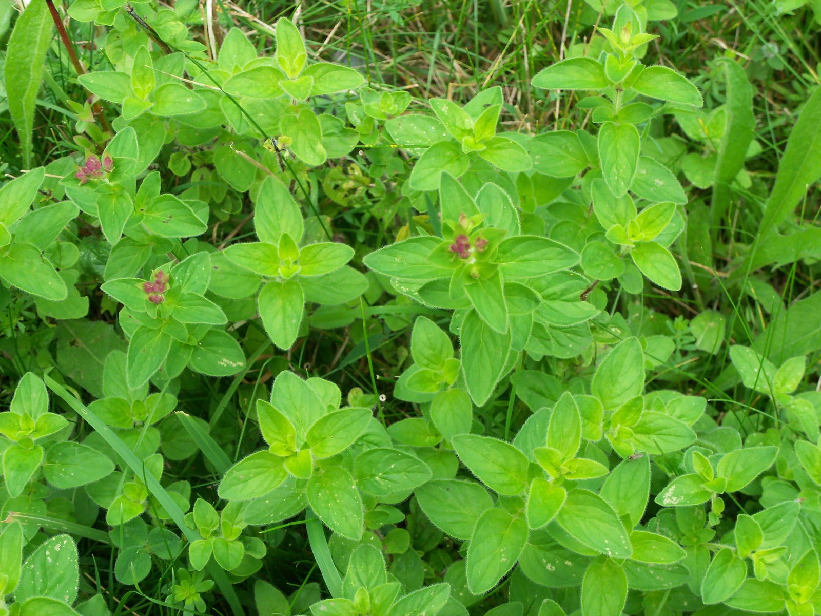 Veggie 4 Life Foraging Diary Wild Marjoram & Sage Flat Bread