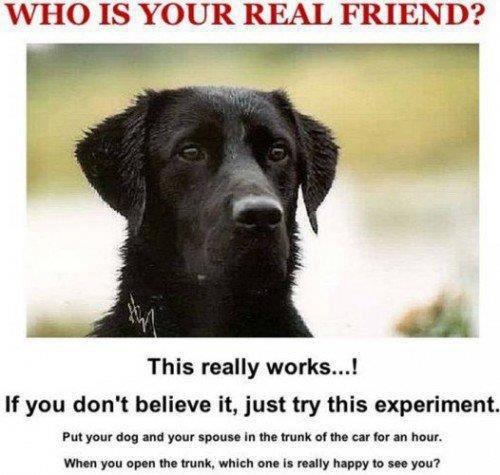 Funny dog clipart